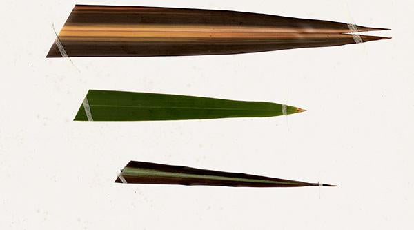 The Science of Nature: Harakeke Flax - Phormium tenax